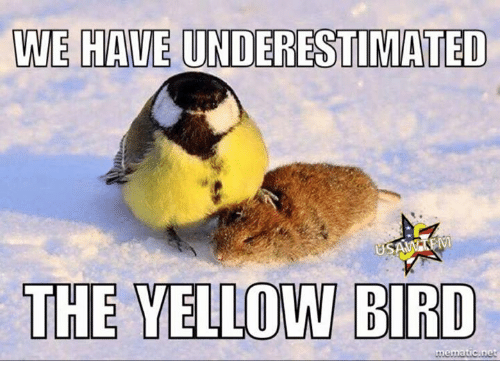 underestimated bird